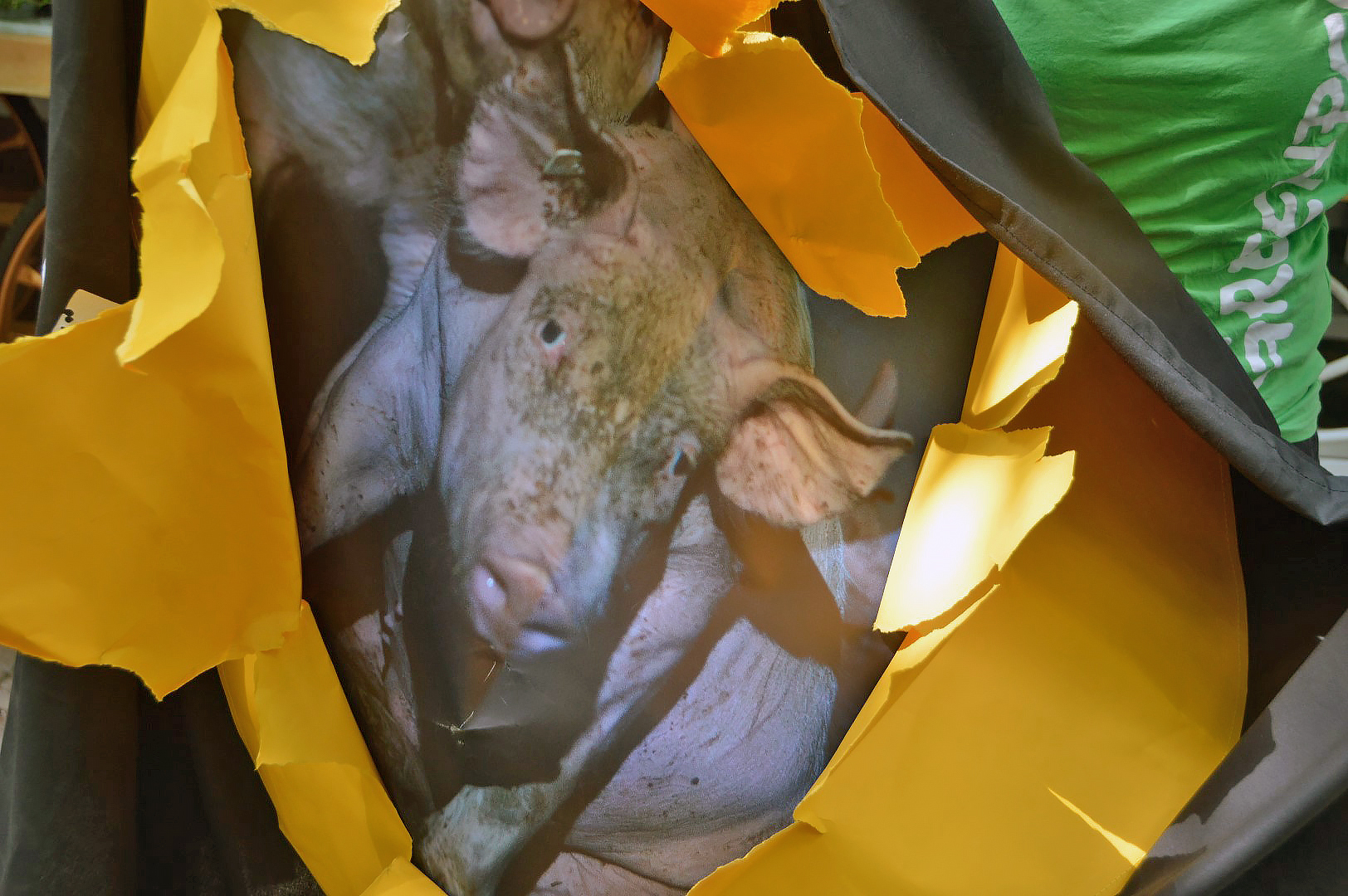 Zu sehen ist ein leidendes Schwein.